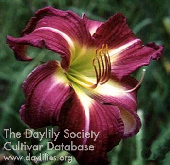 Daylily Ethel Ruthrauff